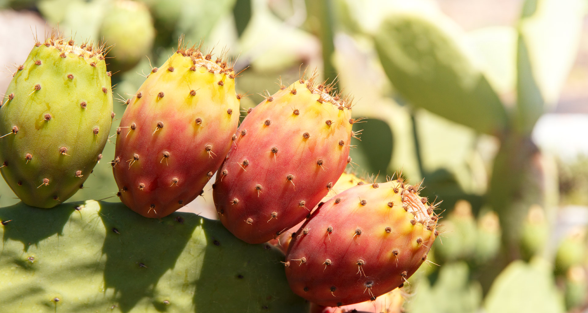 Thorny and fresh, discovering Prickly Pears