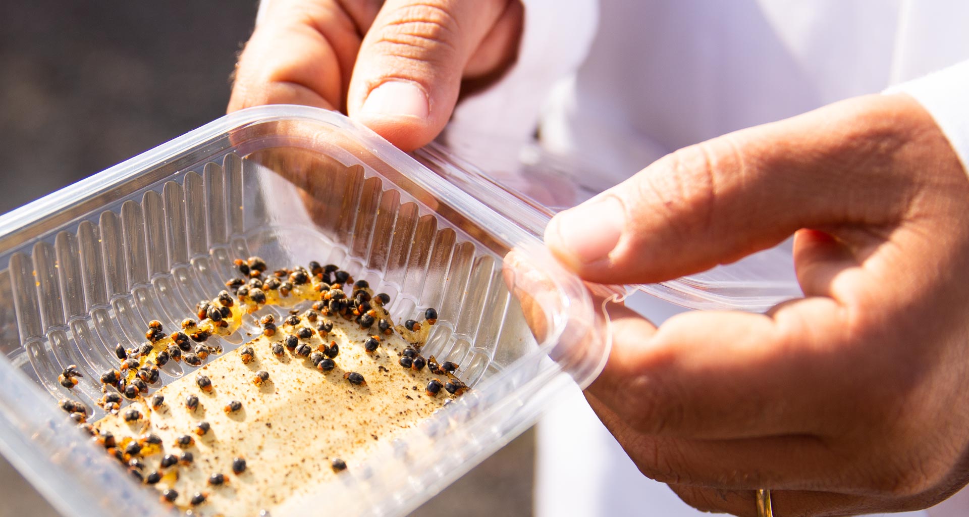 Ladybirds, our allies in biological control