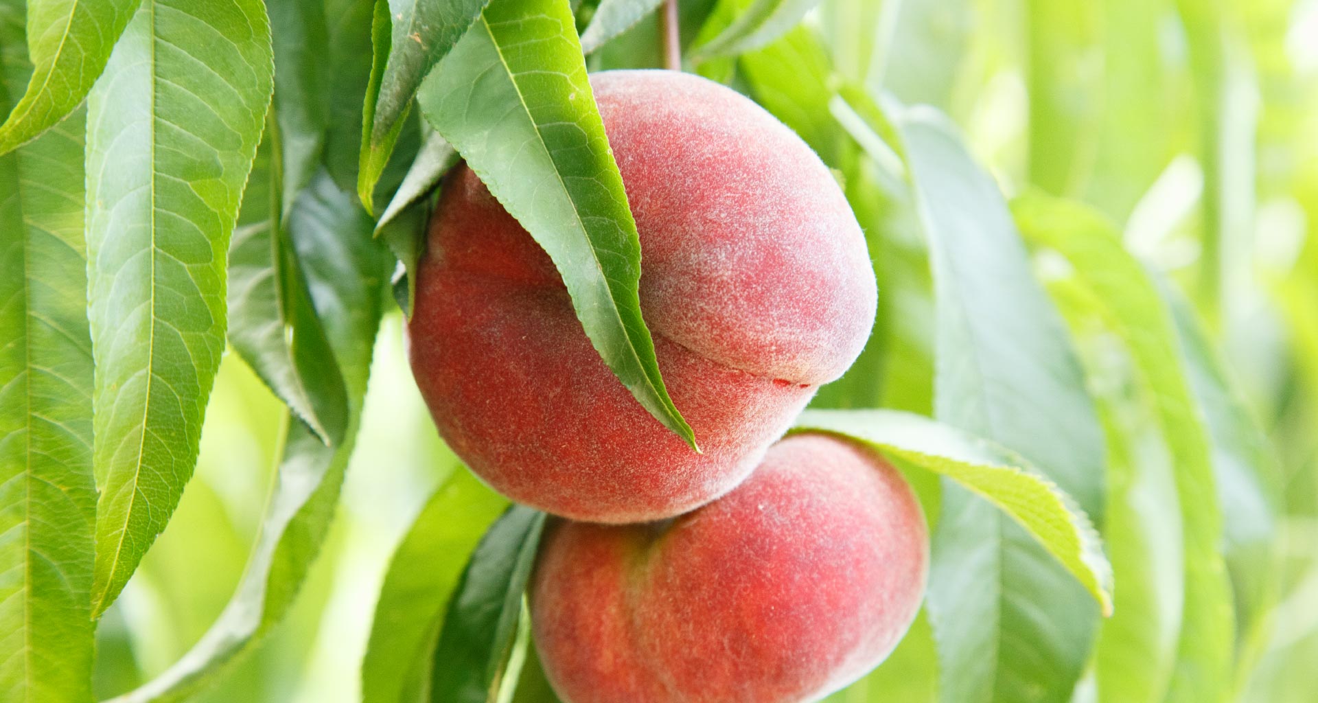 Flat peaches, why they are called that