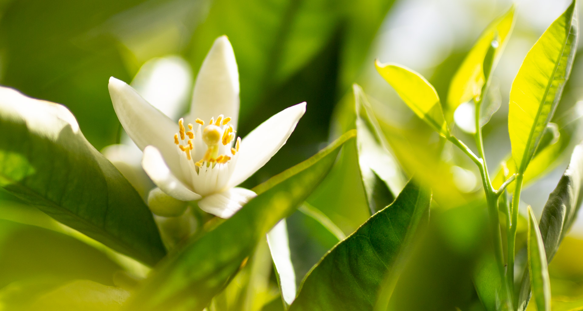 Zagara, le proprietà del fiore simbolo della primavera siciliana