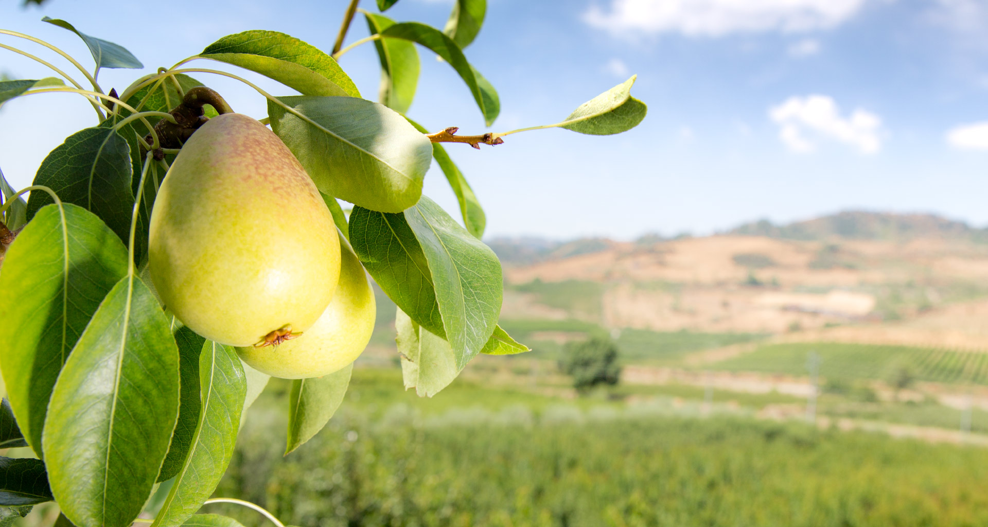 Elogio alla Pera coscia, la dolce pera siciliana dal faccino rosso