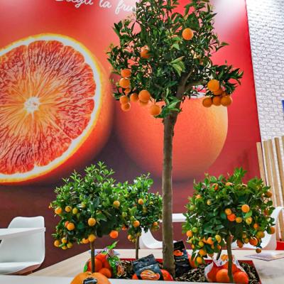 3moretti Fruit Logistica 2022 8